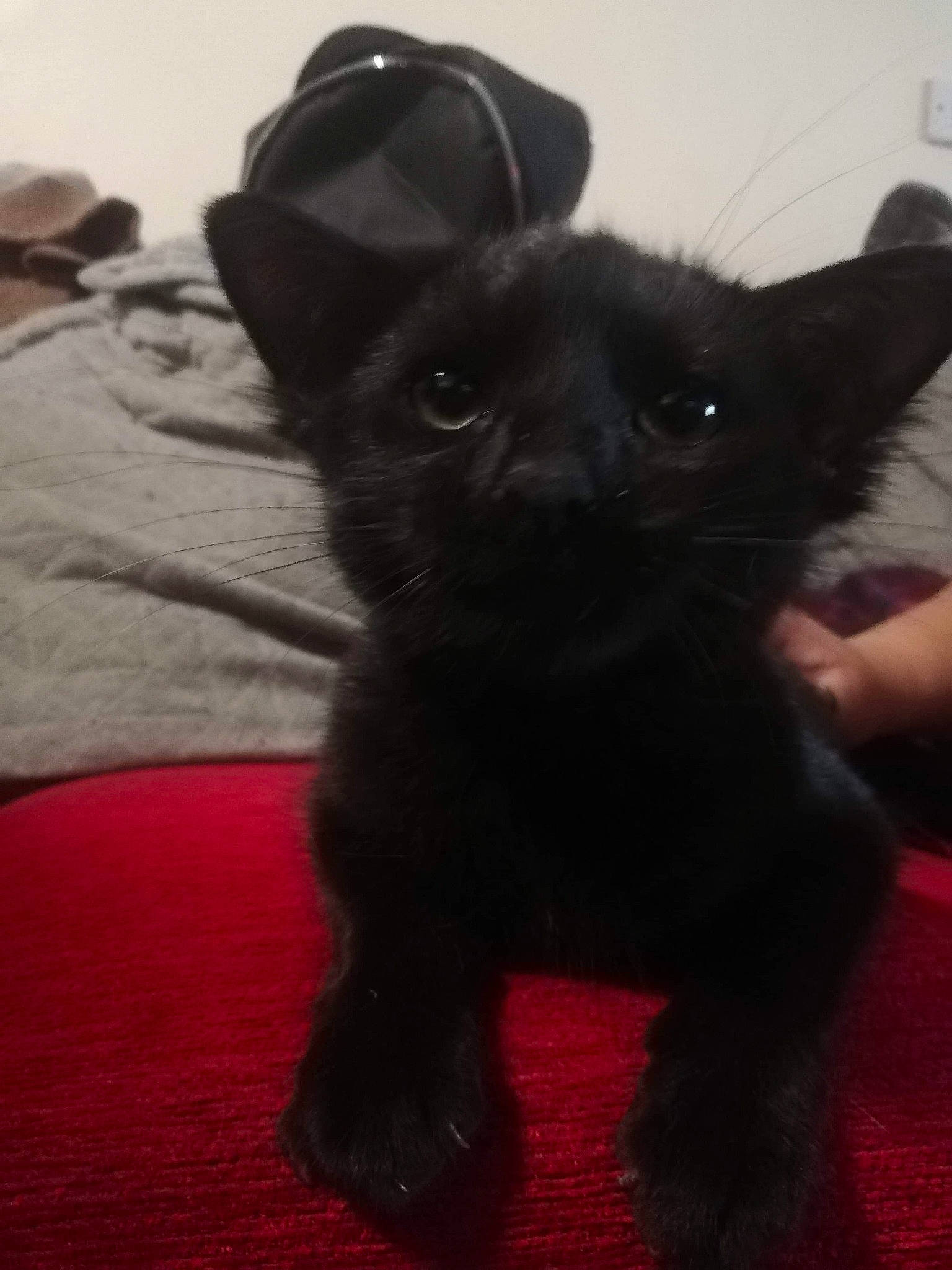 Shadow is registered to the contest to win money with this photo: black_cat, bombay, canidae, carnivore, cat, claw, comfort, companion_dog, dog_breed, domestic_short_haired_cat, fawn, felidae, fur, non_sporting_group, small_to_medium_sized_cats, snout, tail, terrestrial_animal, whiskers, working_animal