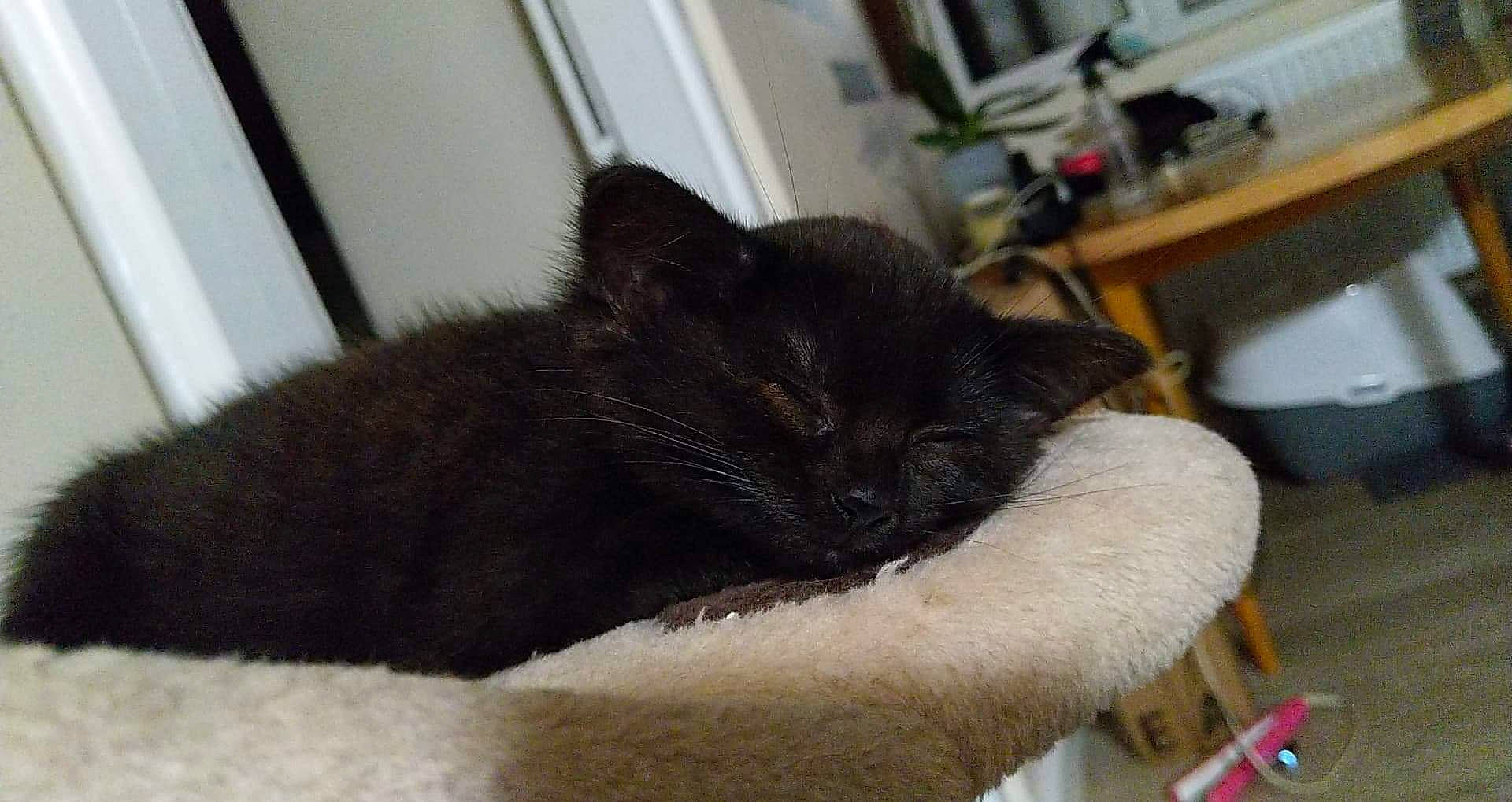 Shadow is registered to the contest to win money with this photo: black_cat, bombay, box, carnivore, cat, cat_bed, cat_supply, claw, comfort, domestic_short_haired_cat, felidae, fur, nap, room, small_to_medium_sized_cats, snout, tail, terrestrial_animal, whiskers, window