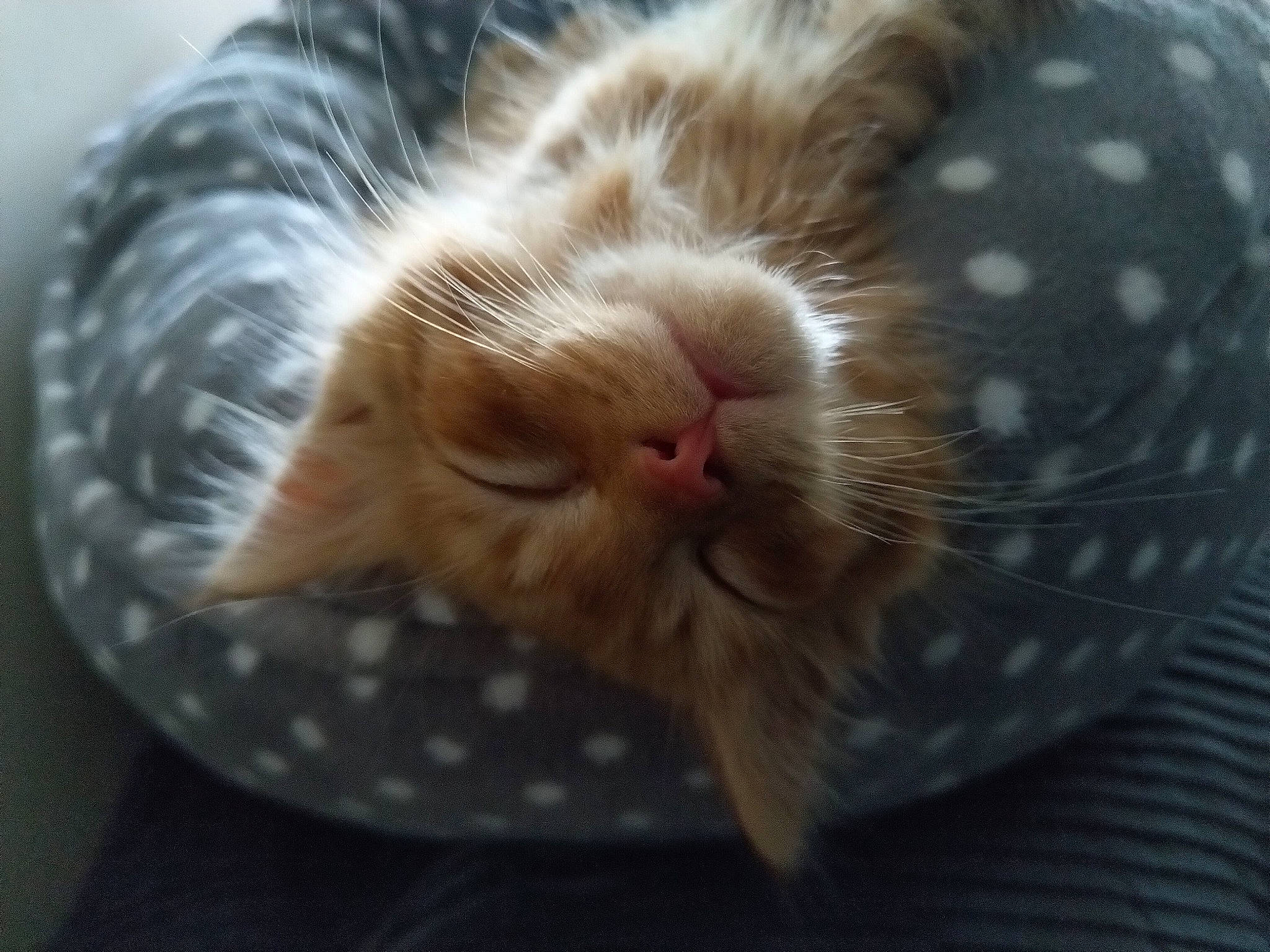 Jack is registered to the contest to win money with this photo: carnivore, cat, claw, comfort, domestic_short_haired_cat, eye, fawn, felidae, foot, fur, head, nap, paw, sleep, small_to_medium_sized_cats, snout, tail, terrestrial_animal, whiskers, wildlife