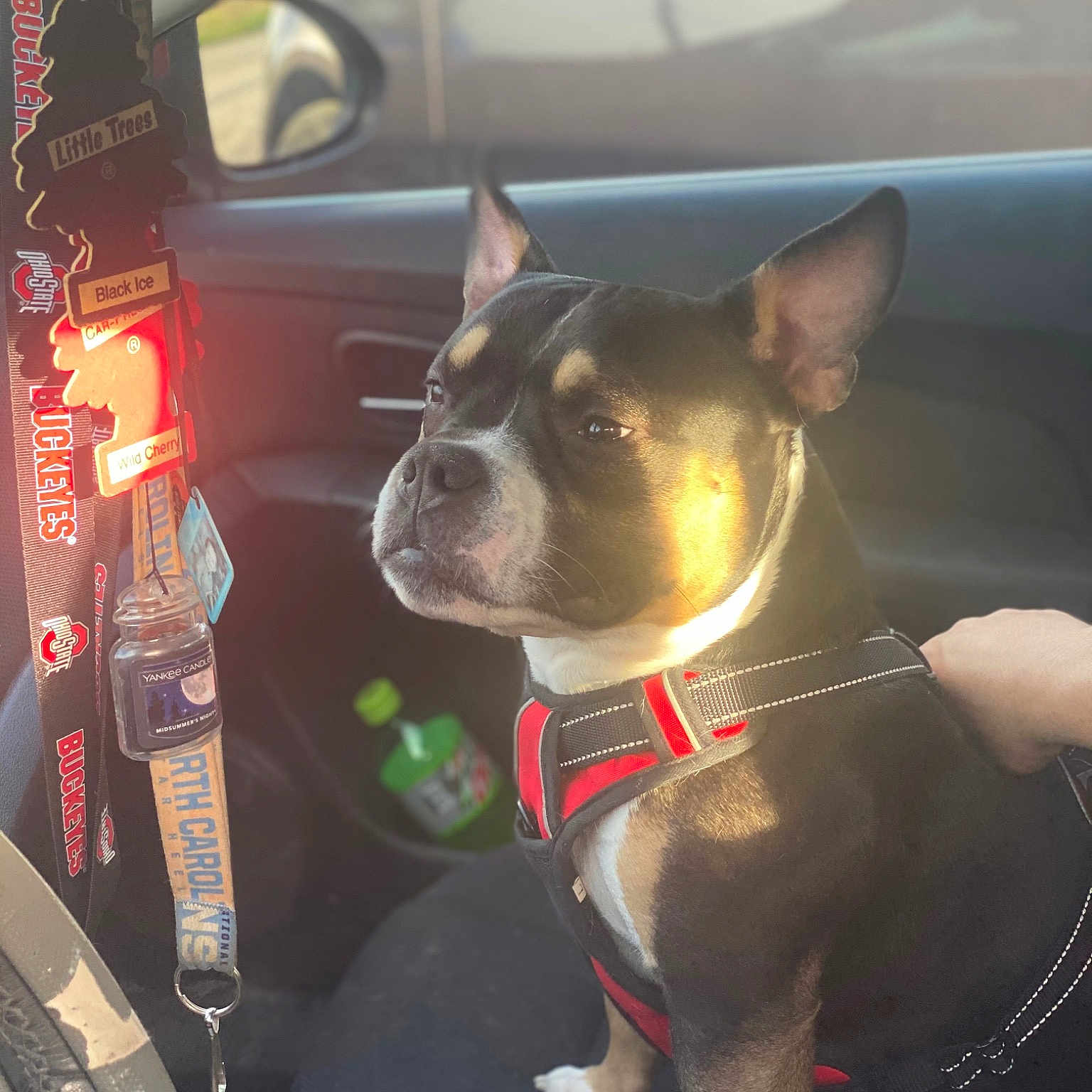 Opie joined the competition — help win amazing prizes! auto_part, automotive_lighting, automotive_mirror, car, carnivore, collar, companion_dog, dog, dog_breed, dog_collar, fawn, snout, sporting_group, steering_wheel, toy_dog, vehicle, vehicle_door, whiskers, windshield, working_animal