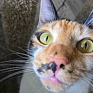 Kismet joined the competition — help win amazing prizes! cat, close_up, green_eyes, whiskers, pink_nose, fur, scratching_post, animal, pet, curious, portrait, indoor, feline, texture, background_blur, candid, face, eye_contact, muzzle, nose