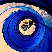 Kismet is registered to the contest to win money with this photo: cat, blue_tunnel, curious, indoor, pet, animal, playful, wooden_floor, looking_up, striped_cat, white_paws, close_up, circular_frame, toy, domestic_cat, feline, kitten, whiskers, ears_up, home