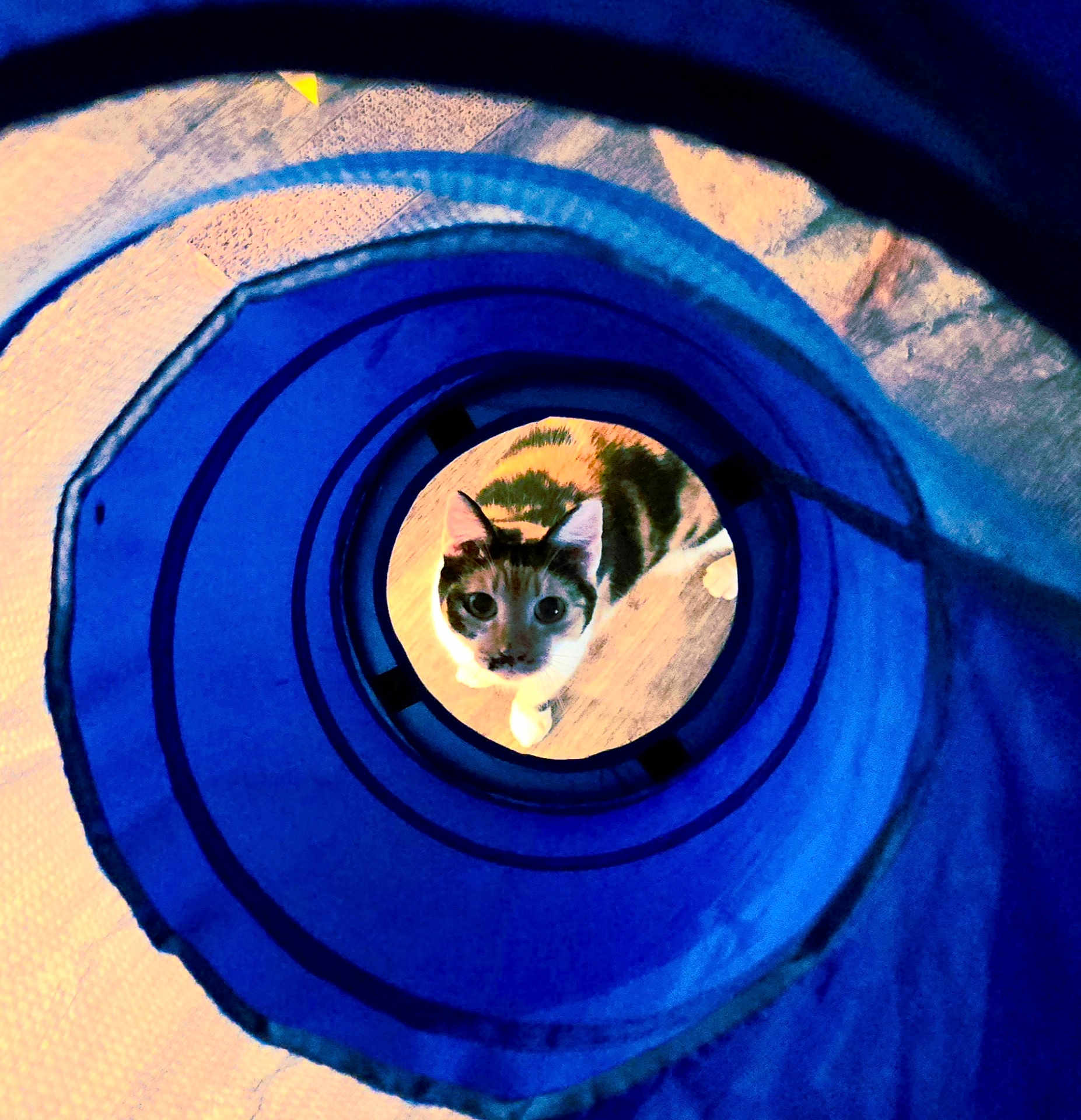 Kismet is registered to the contest to win money with this photo: cat, blue_tunnel, curious, indoor, pet, animal, playful, wooden_floor, looking_up, striped_cat, white_paws, close_up, circular_frame, toy, domestic_cat, feline, kitten, whiskers, ears_up, home