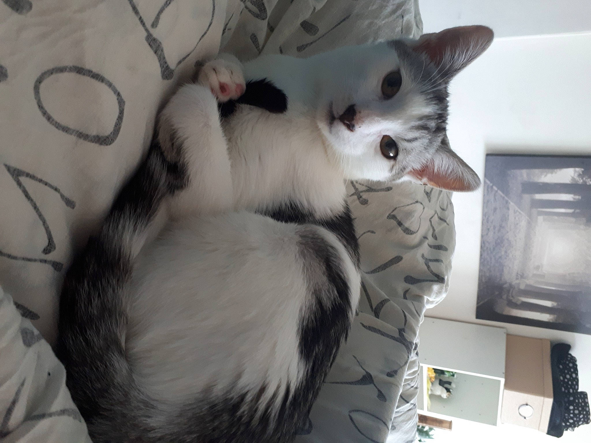 Berlioz a rejoint le concours — aidez-le/la à gagner de superbes lots ! carnivore, cat, claw, comfort, domestic_short_haired_cat, felidae, fur, grey, paw, small_to_medium_sized_cats, tail, whiskers