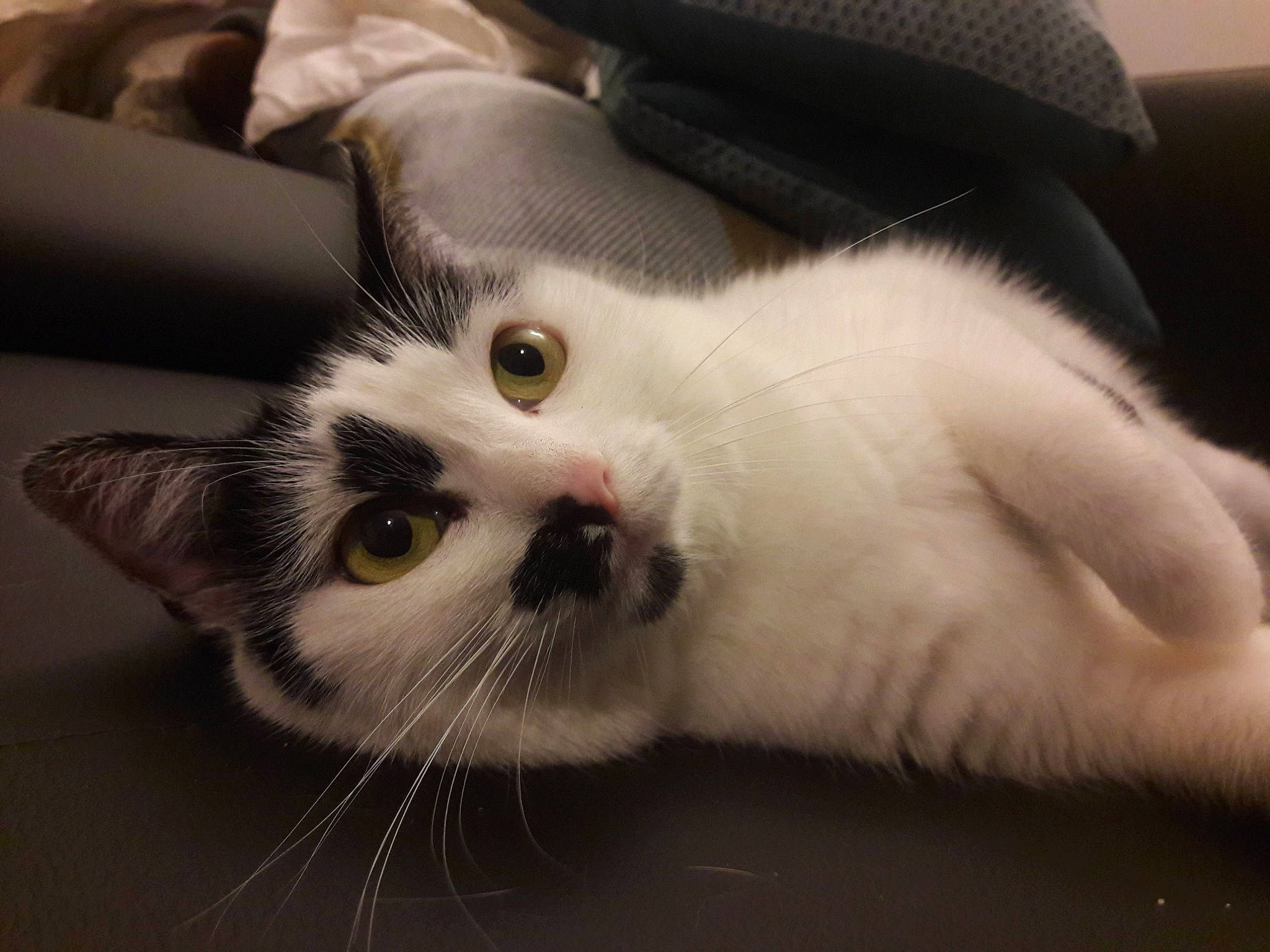 Moon participe au concours pour gagner de l'argent avec cette photo : carnivore, cat, claw, comfort, domestic_short_haired_cat, fawn, felidae, fur, paw, small_to_medium_sized_cats, snout, tail, terrestrial_animal, whiskers