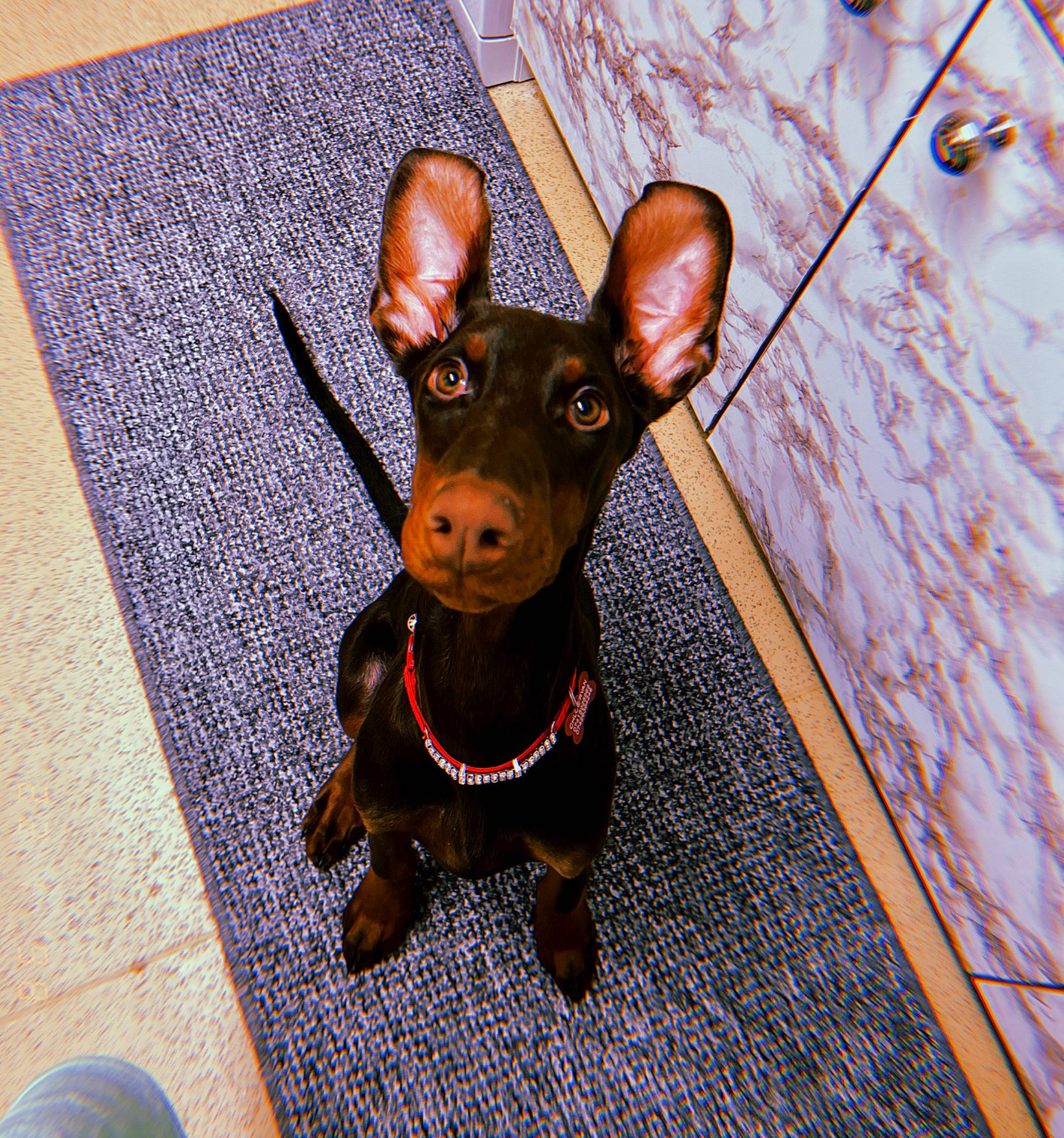 Kyla joined the competition — help win amazing prizes! brown, canidae, carnivore, collar, companion_dog, dog, dog_breed, dog_supply, ear, fashion_accessory, fawn, fur, liver, pet_supply, prazsky_krysarik, snout, sporting_group, toy_dog, whiskers, working_animal