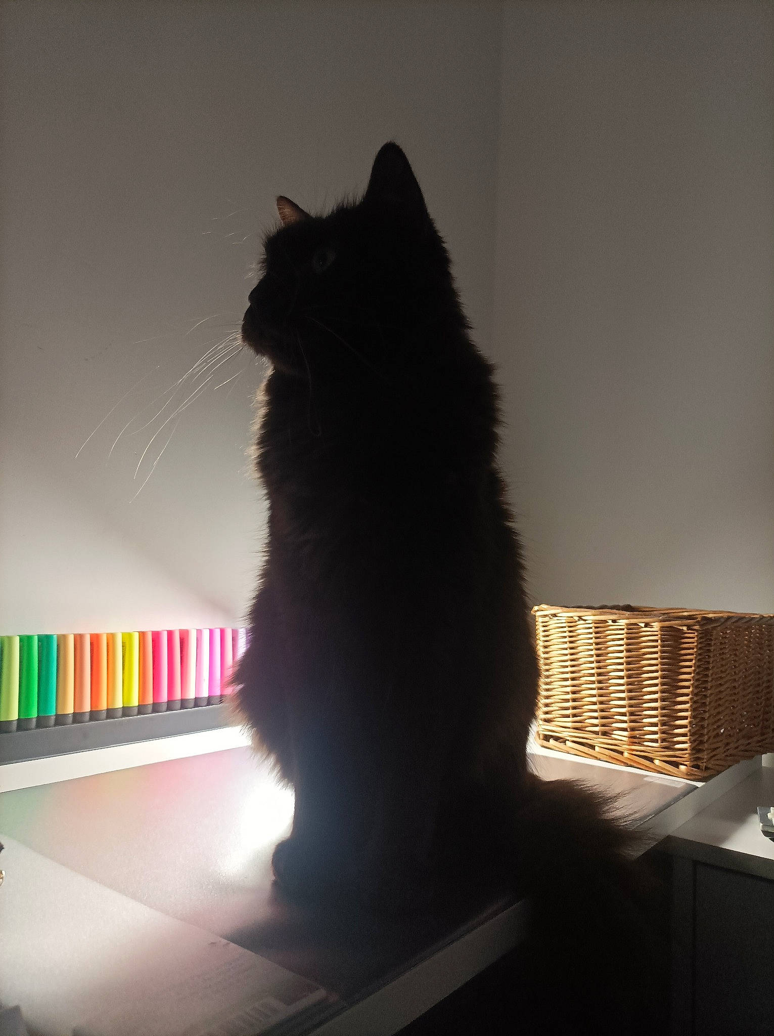 Baguerra participe au concours pour gagner de l'argent avec cette photo : black_cat, bookcase, carnivore, cat, darkness, desk, domestic_short_haired_cat, felidae, fur, light_fixture, lighting_accessory, room, shadow, shelf, small_to_medium_sized_cats, tail, tints_and_shades, whiskers, window, wood