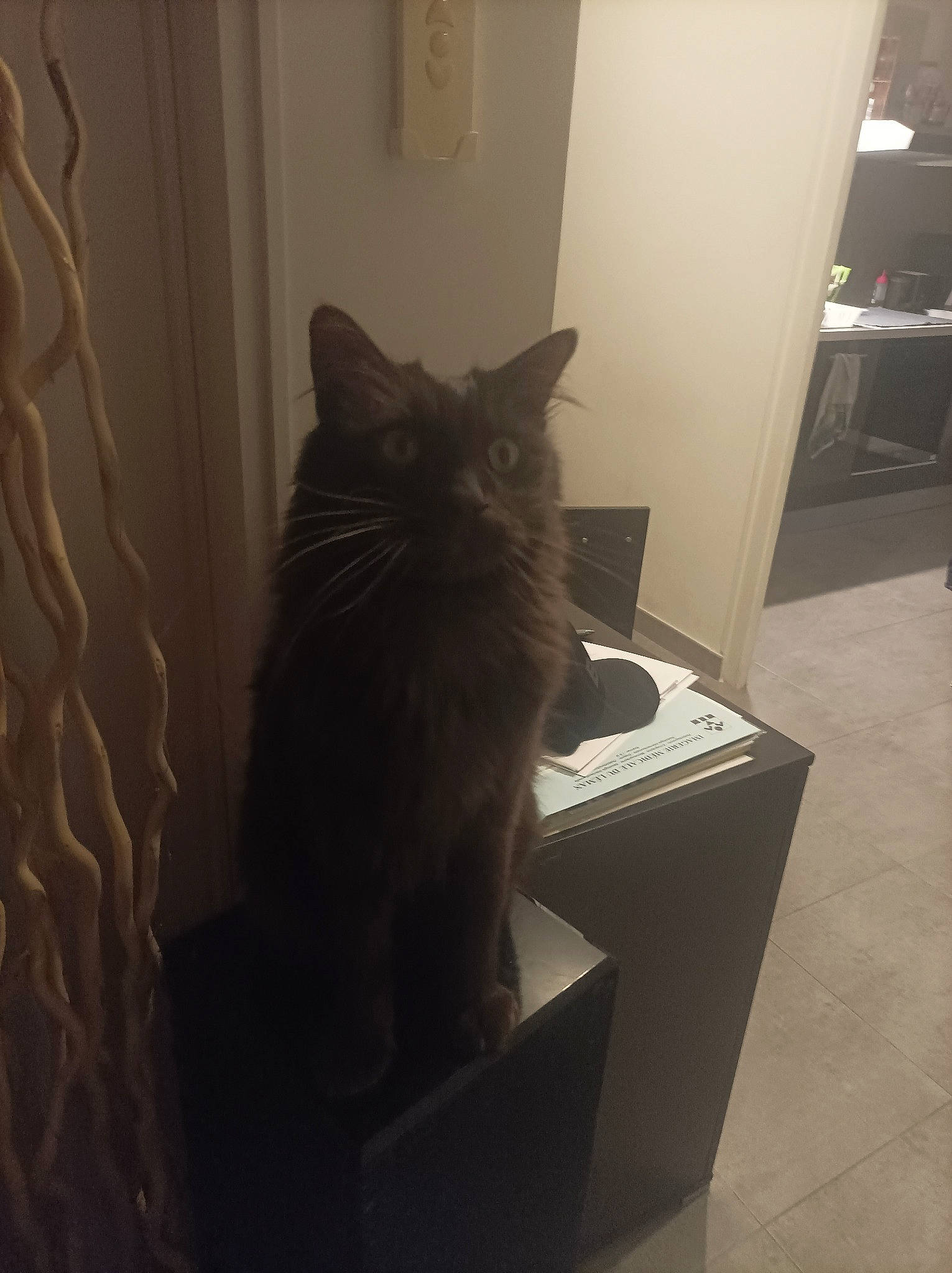 Baguerra a rejoint le concours — aidez-le/la à gagner de superbes lots ! black_cat, cabinetry, carnivore, cat, comfort, domestic_short_haired_cat, door, felidae, floor, flooring, fur, grey, hardwood, room, small_to_medium_sized_cats, tail, tints_and_shades, whiskers, window, wood