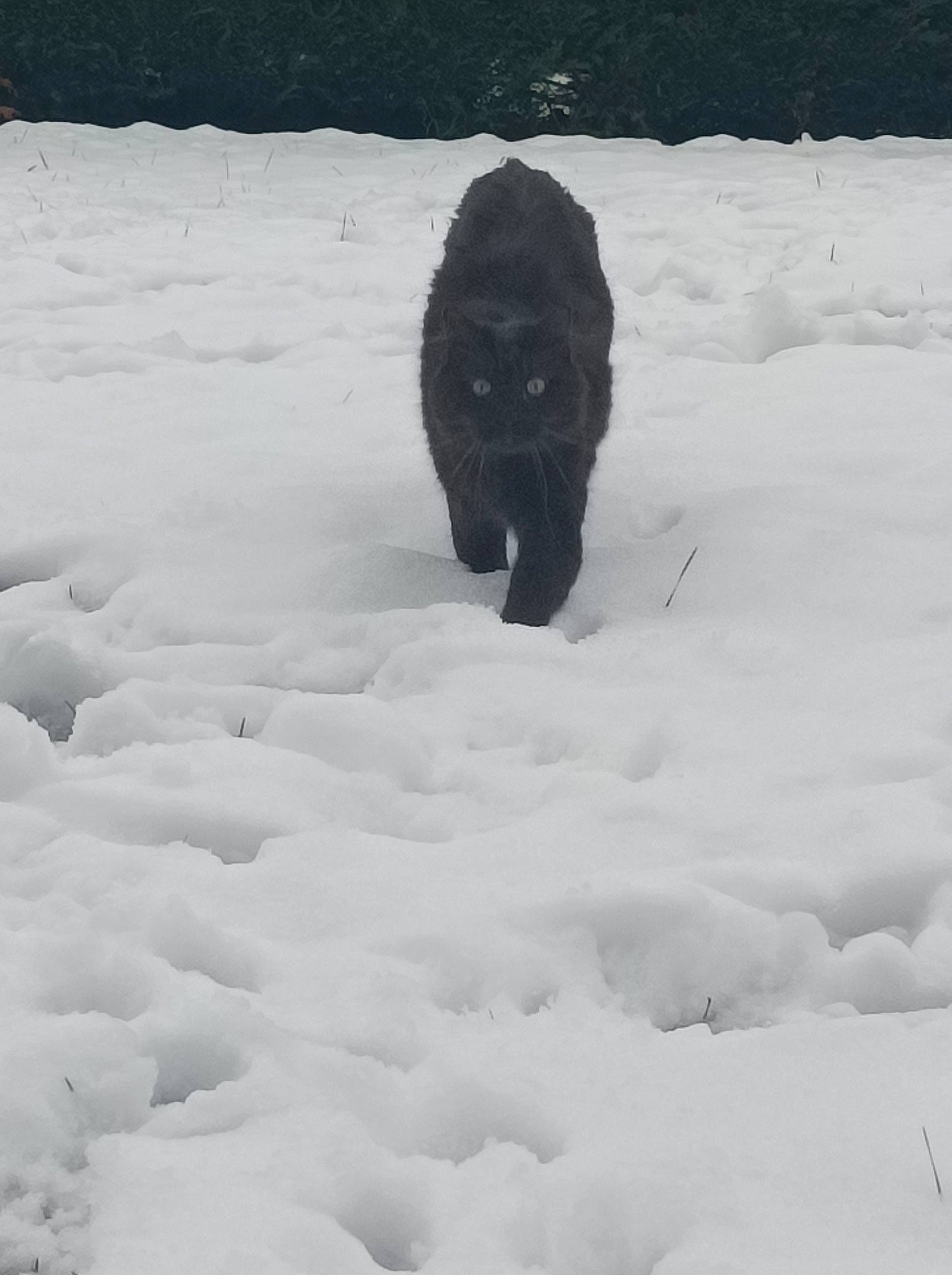 Baguerra participe au concours pour gagner de l'argent avec cette photo : canidae, carnivore, dog, dog_breed, event, freezing, fur, monochrome, monochrome_photography, precipitation, snow, sporting_group, tail, tree, winter
