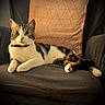animal, armchair, cat, cozy, cute, domestic_animal, ears, feline, fur, home, indoor, looking, paw, pet, pillow, relaxed, resting, tabby, whiskers, white_fur
