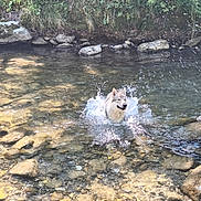 Aegon a rejoint le concours — aidez-le/la à gagner de superbes lots ! animal, canine, creek, daylight, dog, forest, greenery, happy, natural_light, nature, outdoor, playful, riverbed, rocks, shallow_water, splash, summer, sunlight, water, wet