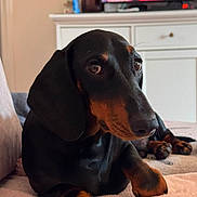Alfy a rejoint le concours — aidez-le/la à gagner de superbes lots ! dog, dachshund, black_and_tan, pet, animal, portrait, indoors, bed, blanket, lying_down, sitting, brown_eyes, floppy_ears, long_snout, paws, short_legs, cozy, television, bedroom, home