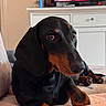 dog, dachshund, black_and_tan, pet, animal, portrait, indoors, bed, blanket, lying_down, sitting, brown_eyes, floppy_ears, long_snout, paws, short_legs, cozy, television, bedroom, home