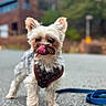 Devantè joined the competition — help win amazing prizes! dog, small_dog, puppy, white_fur, scruffy_fur, tongue_out, standing, harness, leash, outdoors, urban, street, pavement, brick_building, greenery, portrait, shallow_depth_of_field, bokeh, cute, pet