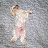 Devantè joined the competition — help win amazing prizes! dog, small_dog, fluffy, white_fur, tan_fur, lying_down, belly_up, paws, pet, animal, indoor, blanket, gray_blanket, patterned_fabric, overhead_view, casual_photo, flash_photography, relaxed, cute, playful