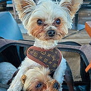 Devantè is registered to the contest to win money with this photo: dog, dogs, small_dog, yorkshire_terrier, pet, puppy, fur, fluffy, upright, lying_down, pet_carrier, harness, designer_pattern, outdoor, cafe, chairs, table, portrait, close_up, animal_photography