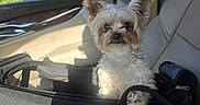 Devantè is registered to the contest to win money with this photo: dog, puppy, small_dog, yorkshire_terrier, pet, animal, car, car_interior, travel, pet_carrier, carrier, sitting, furry, white_fur, brown_fur, ears, face, portrait, outdoor, sunlight