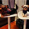 dogs, yorkshire_terrier, small_dogs, pets, canine, plaid_shirt, sweater, indoor, living_room, white_tables, furniture, couch, curtains, wood_floor, black_bag, sitting, lying_down, posing, pet_clothing, portrait