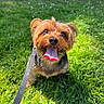 dog, terrier, small_dog, brown_fur, long_hair, floppy_ears, black_nose, blue_eyes, open_mouth, tongue, happy, panting, leash, collar, grass, lawn, outdoor, sunlight, pet, portrait