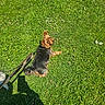 dog, yorkshire_terrier, small_dog, pet, grass, lawn, outdoor, sunlight, leash, lying_down, black_and_tan, fluffy, long_hair, animal, companion, garden, clover, flowers, shadow, playful