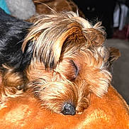 Elroy joined the competition — help win amazing prizes! dog, yorkshire_terrier, small_dog, sleeping, resting, long_hair, brown_fur, black_fur, tan_fur, fluffy, closed_eyes, black_nose, pet, indoors, blanket, orange_blanket, close_up, portrait, cozy, peaceful