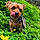 Elroy