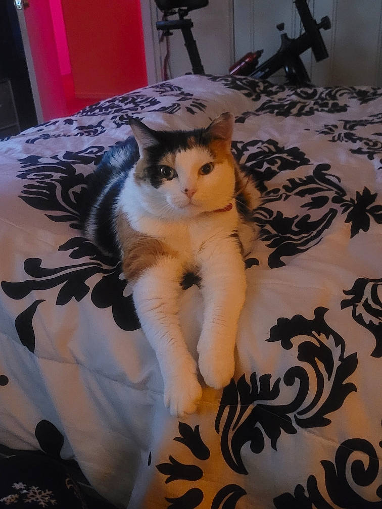 Coco is registered to the contest to win money with this photo: bed, black, carnivore, cat, comfort, domestic_short_haired_cat, eye, fawn, felidae, flooring, formal_wear, fur, linens, pattern, room, small_to_medium_sized_cats, tail, textile, toy, whiskers