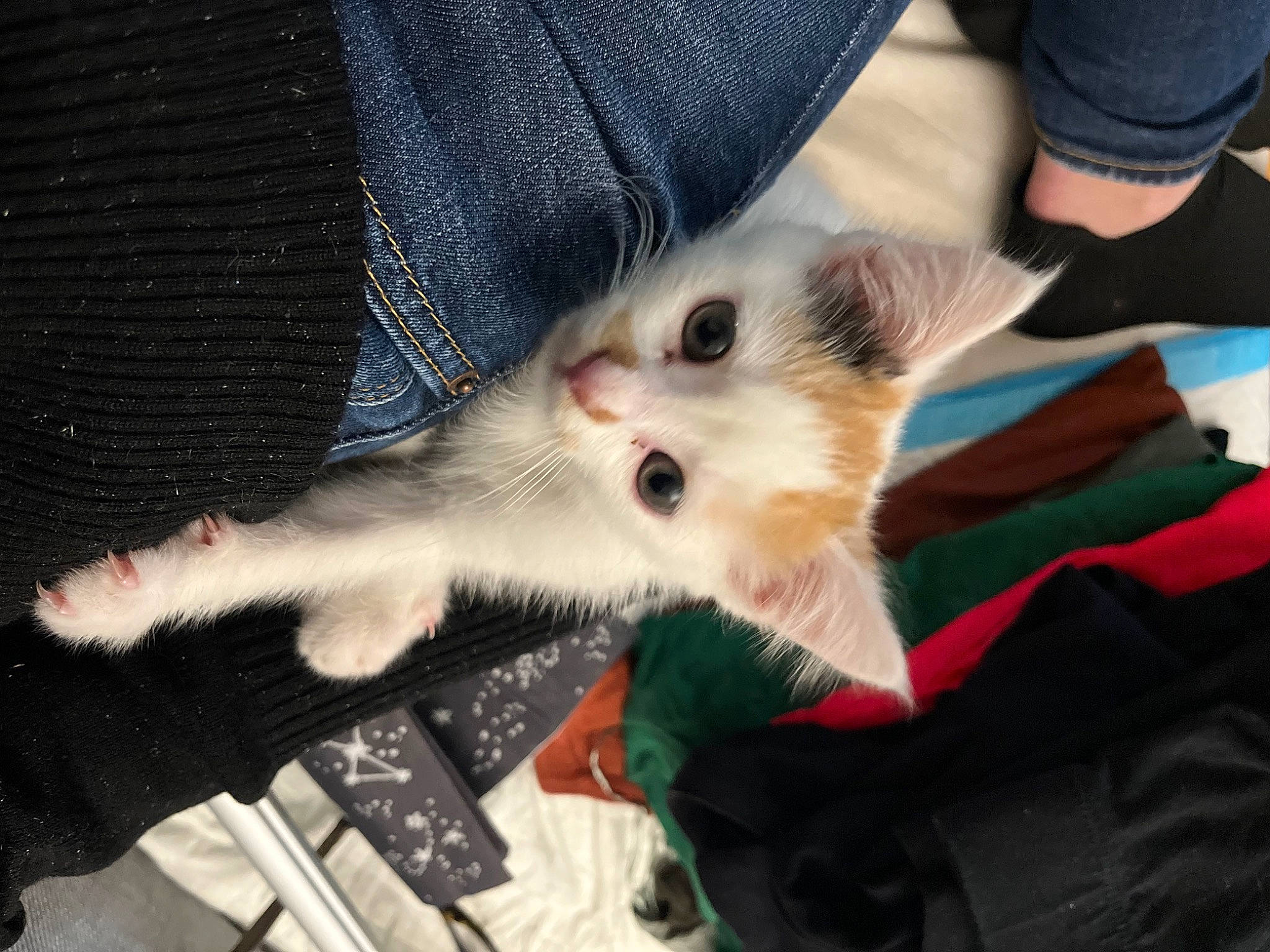 Neige participe au concours pour gagner de l'argent avec cette photo : canidae, carnivore, cat, claw, domestic_short_haired_cat, fawn, felidae, foot, fur, gesture, human_leg, lap, nail, paw, small_to_medium_sized_cats, snout, tail, whiskers