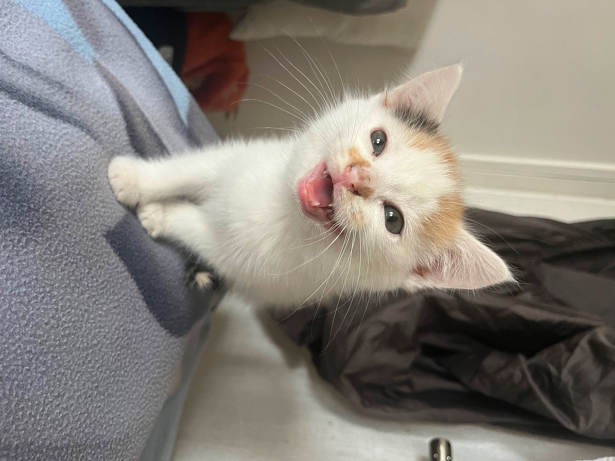 Neige a rejoint le concours — aidez-le/la à gagner de superbes lots ! carnivore, cat, claw, comfort, domestic_short_haired_cat, fang, fawn, felidae, foot, fur, paw, small_to_medium_sized_cats, snout, tail, whiskers