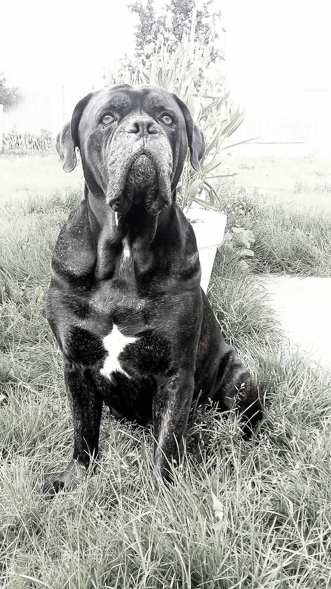 Elios a rejoint le concours — aidez-le/la à gagner de superbes lots ! art, canidae, carnivore, companion_dog, dog, dog_breed, fawn, grass, grassland, liver, monochrome, monochrome_photography, plant, snout, sporting_group, stock_photography, symmetry, terrestrial_animal, tree, working_animal