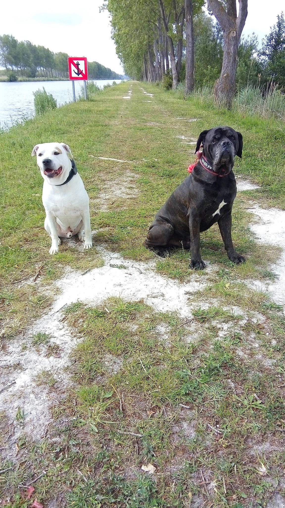 Rollo a rejoint le concours — aidez-le/la à gagner de superbes lots ! adventure, carnivore, collar, companion_dog, dog, dog_breed, dog_collar, fawn, grass, gun_dog, lake, plant, sky, snout, sporting_group, tail, tree, walking, water, working_animal