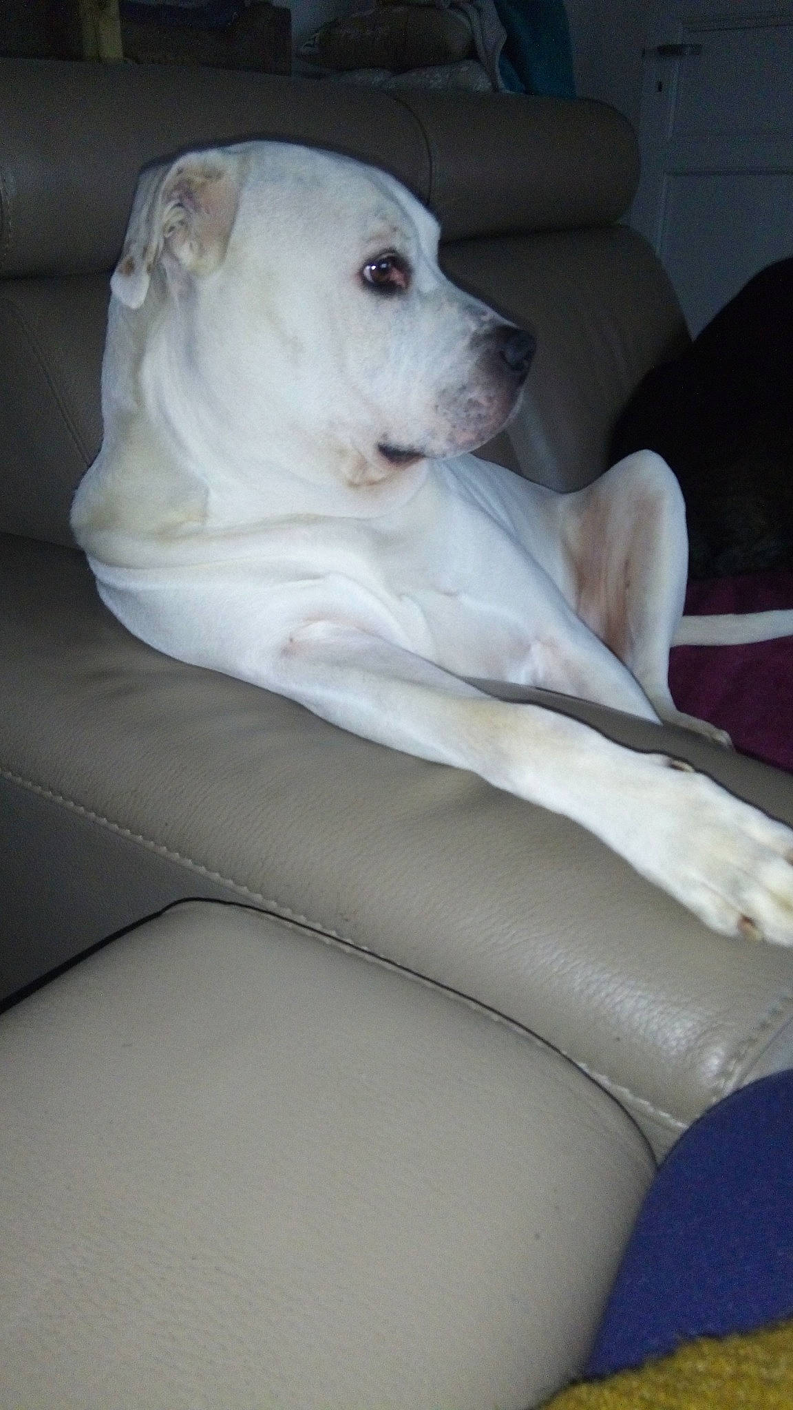 Rollo a rejoint le concours — aidez-le/la à gagner de superbes lots ! canidae, carnivore, comfort, companion_dog, dog, dog_breed, dog_collar, dog_supply, fawn, fur, linens, non_sporting_group, pet_supply, snout, sporting_group, terrestrial_animal, working_animal