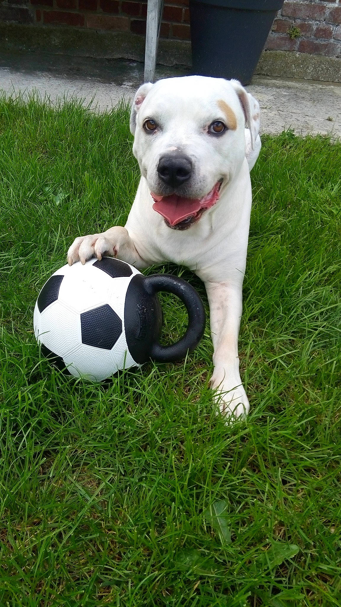 Rollo participe au concours pour gagner de l'argent avec cette photo : ball, carnivore, collar, companion_dog, dog, dog_breed, dog_collar, dog_supply, fawn, football, grass, lawn, mammal, pet_supply, snout, soccer_ball, sports_equipment, sports_toy, toy, working_animal