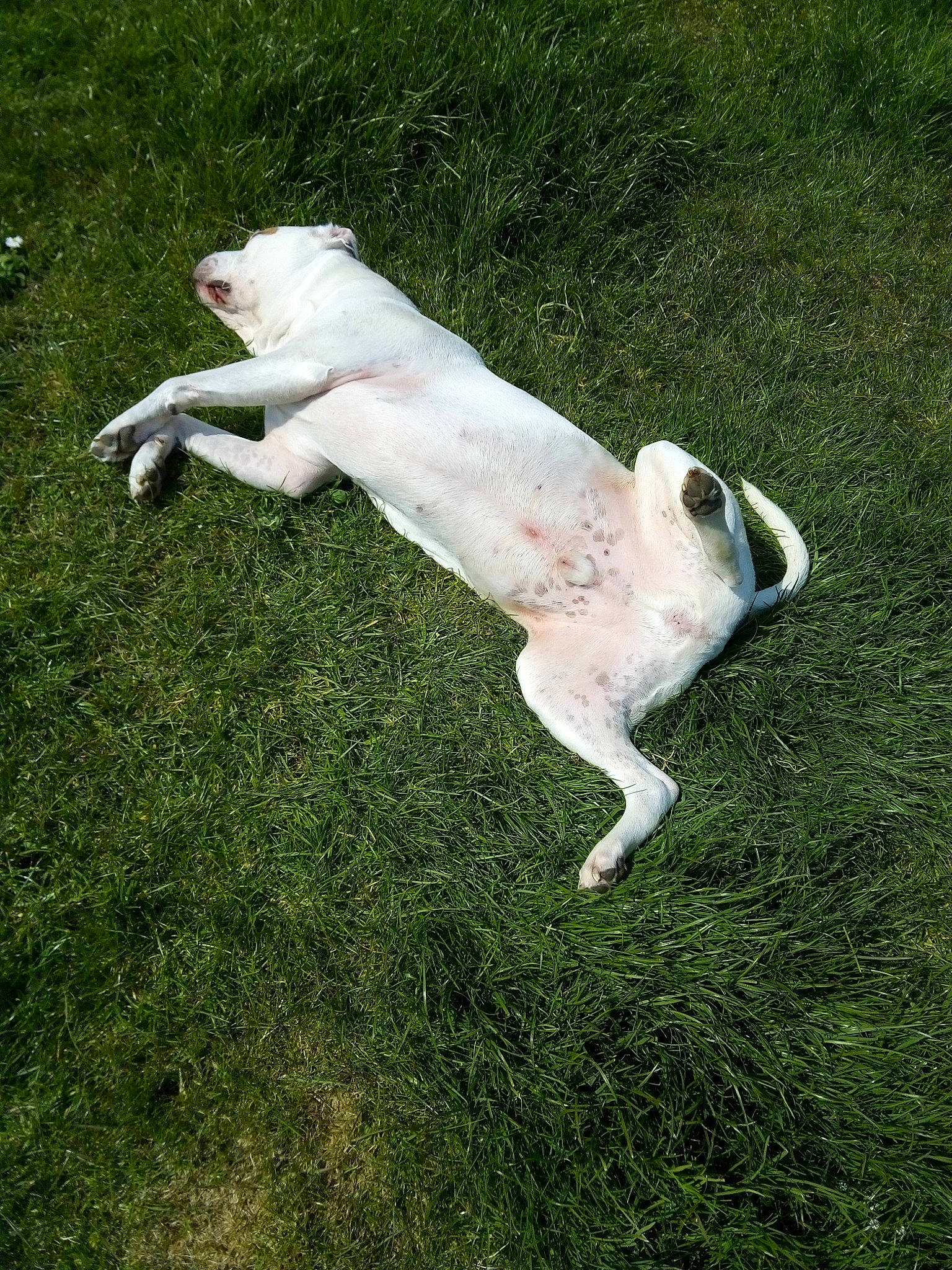 Rollo participe au concours pour gagner de l'argent avec cette photo : canidae, carnivore, companion_dog, dog, dog_breed, fawn, grass, grassland, gun_dog, hunting_dog, labrador_retriever, non_sporting_group, pasture, paw, snout, sporting_group, tail, terrestrial_animal, working_animal