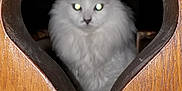 Nina participe au concours pour gagner de l'argent avec cette photo : cat, white_cat, fluffy, heart_shaped_cutout, wood, wooden_surface, pet, animal, indoor, eye_reflection, cute, feline, portrait, face, looking, mysterious, soft_fur, closeup, dark_background, shadow