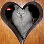cat, white_cat, fluffy, heart_shaped_cutout, wood, wooden_surface, pet, animal, indoor, eye_reflection, cute, feline, portrait, face, looking, mysterious, soft_fur, closeup, dark_background, shadow