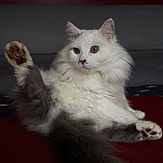 Nina a rejoint le concours — aidez-le/la à gagner de superbes lots ! cat, fluffy, white_cat, gray_tail, raised_leg, paw, indoor, resting, curious, pet, feline, fur, whiskers, animal, cozy, relaxed, red_surface, long_tail, cute, domestic_cat