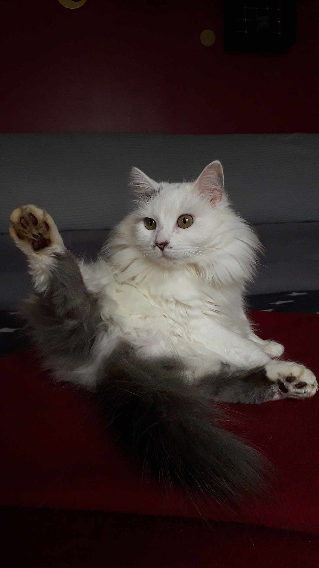 Nina a rejoint le concours — aidez-le/la à gagner de superbes lots ! cat, fluffy, white_cat, gray_tail, raised_leg, paw, indoor, resting, curious, pet, feline, fur, whiskers, animal, cozy, relaxed, red_surface, long_tail, cute, domestic_cat