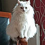 cat, fluffy, white_cat, tail, chair, wooden_chair, indoor, pet, animal, feline, perched, fur, curious, domestic, home, patterned_wall, red_wall, armrest, sitting, quiet