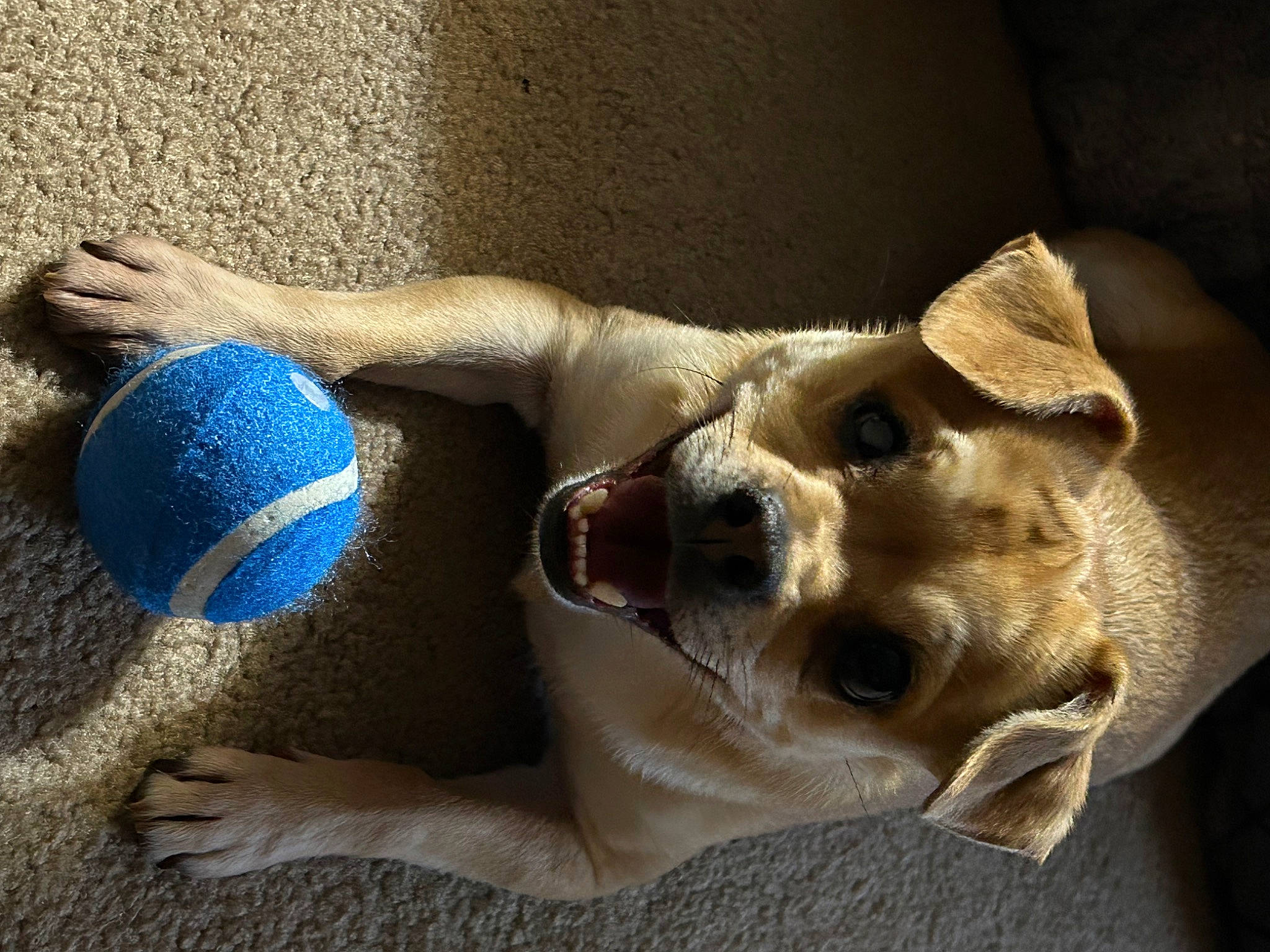 Ryder