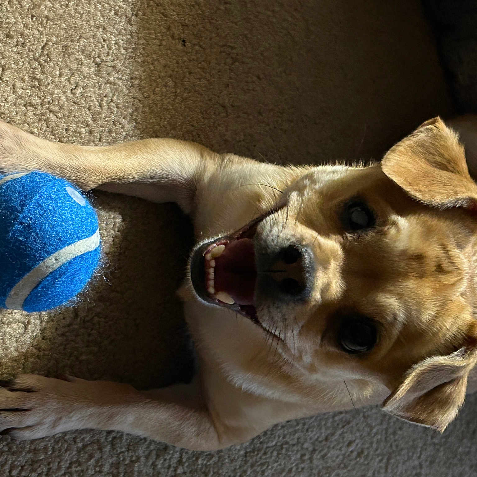 Ryder