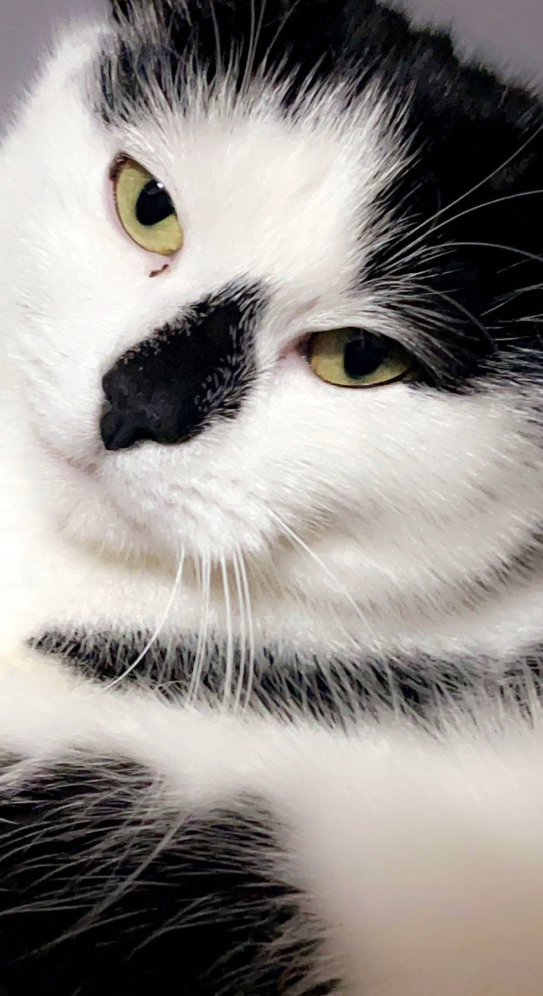 Dinky is registered to the contest to win money with this photo: carnivore, cat, close_up, domestic_short_haired_cat, eyelash, felidae, fur, iris, monochrome, monochrome_photography, photography, small_to_medium_sized_cats, snout, terrestrial_animal, whiskers