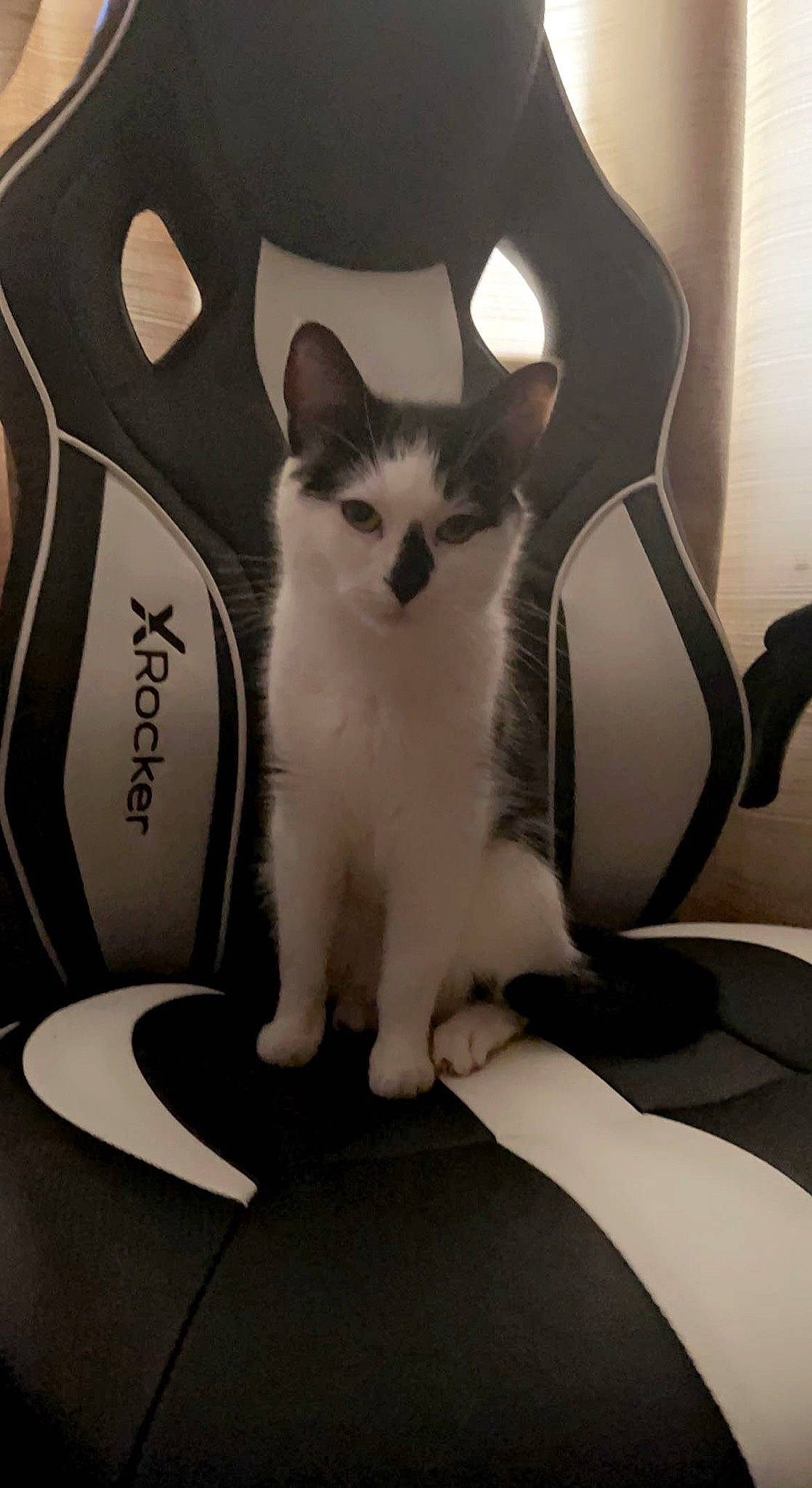 Dinky is registered to the contest to win money with this photo: carnivore, cat, comfort, domestic_short_haired_cat, eye, felidae, fur, grey, head, iris, mammal, monochrome, monochrome_photography, paw, small_to_medium_sized_cats, snout, tail, vertebrate, whiskers, white