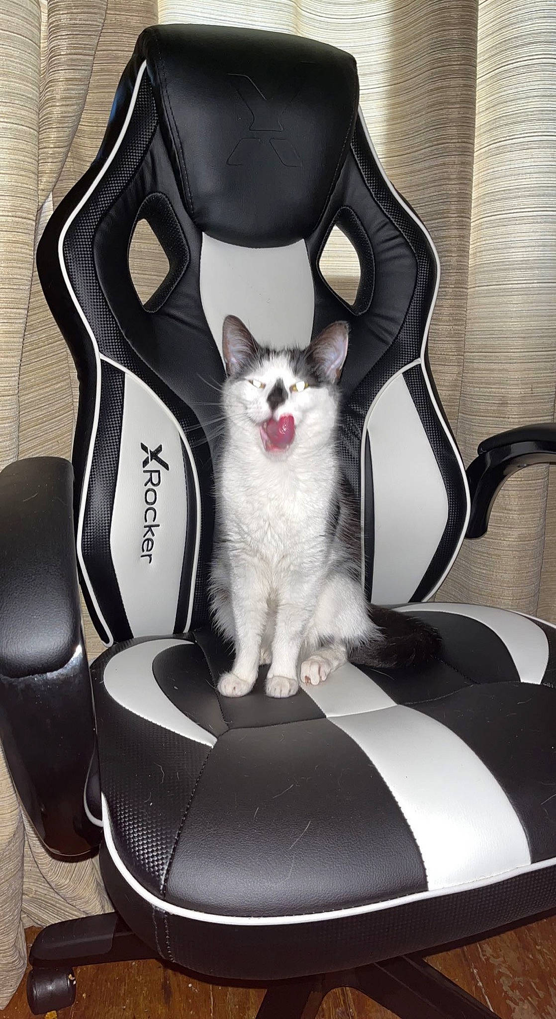 Dinky joined the competition — help win amazing prizes! bag, black, carbon, carnivore, cat, cat_supply, comfort, fashion_accessory, felidae, font, fur, grey, magenta, pet_supply, photo_caption, product, sitting, small_to_medium_sized_cats, whiskers, white