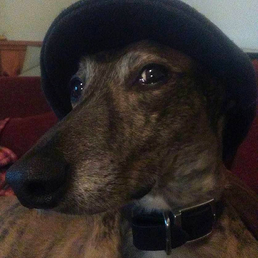 Alfie is registered to the contest to win money with this photo: borador, canidae, cap, carnivore, companion_dog, dog, dog_breed, fashion_accessory, fur, hat, hunting_dog, labrador_retriever, liver, pet_supply, snout, sporting_group, whiskers, working_animal, working_dog