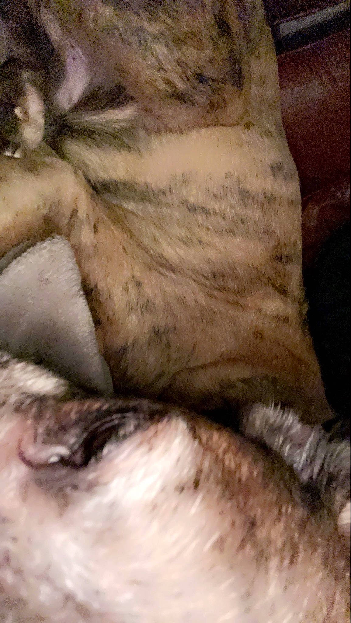 Alfie joined the competition — help win amazing prizes! big_cats, carnivore, fawn, felidae, fur, fur_clothing, gesture, grey, human_body, human_leg, mammal, pattern, small_to_medium_sized_cats, snout, tail, terrestrial_animal, thigh, vertebrate, whiskers, wood