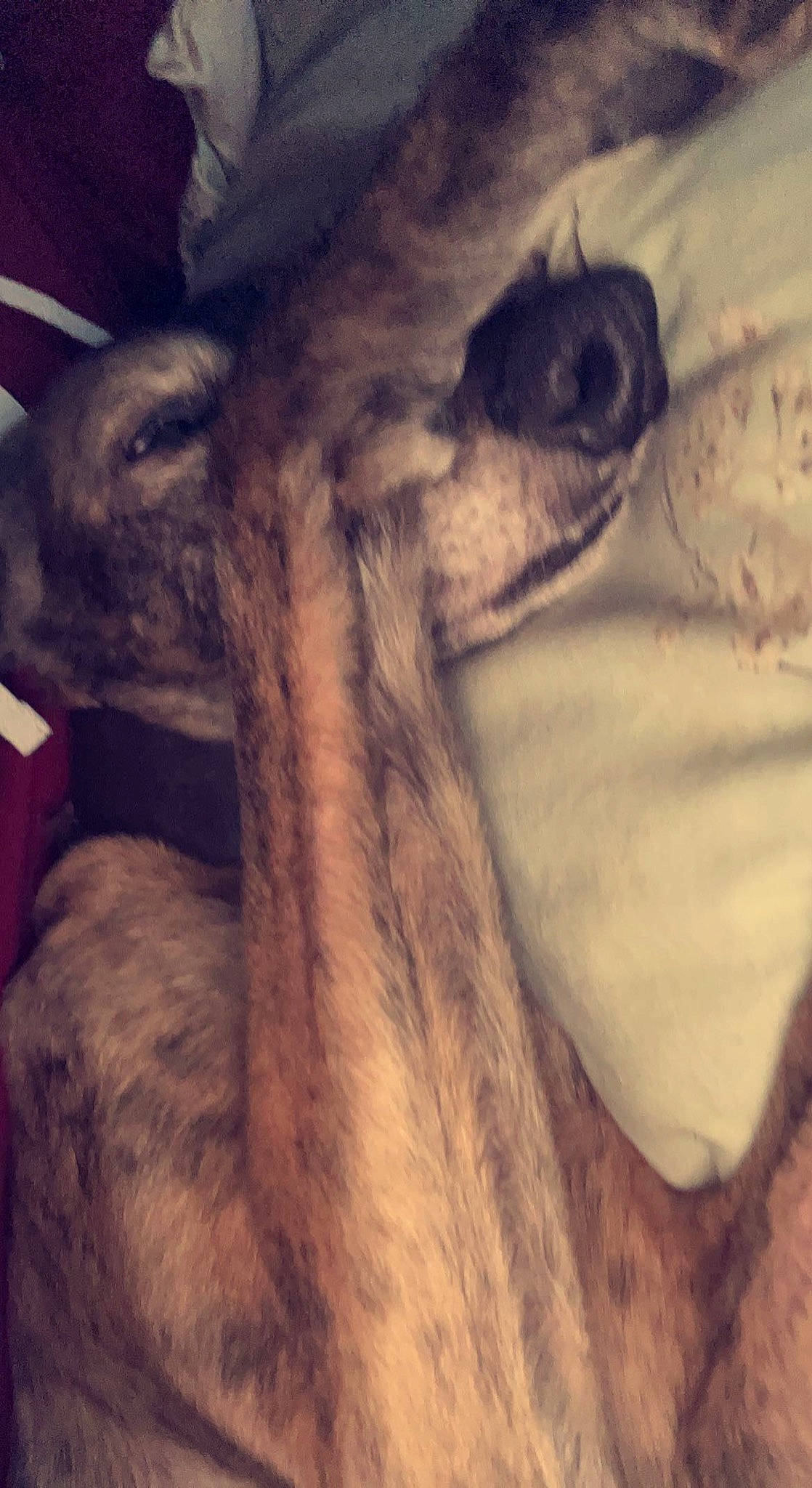 Alfie joined the competition — help win amazing prizes! camelid, ear, eye, eyelash, fawn, fur, giraffe, giraffidae, hair, happy, head, landscape, livestock, metal, sky, snout, terrestrial_animal, whiskers, wildlife