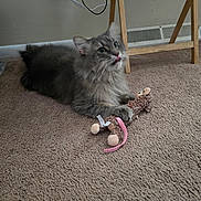 Jax is registered to the contest to win money with this photo: cat, gray_cat, carpet, stuffed_toy, mouse_toy, indoor, furniture, wooden_chair, pet, animal, cute, playful, fluffy, tongue_out, claw, carpeted_floor, power_outlet, cord, home, pet_toy
