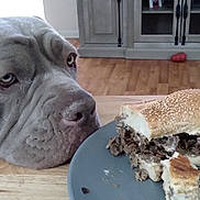 Ash joined the competition — help win amazing prizes! dog, gray_dog, indoor, table, sandwich, plate, fork, wooden_floor, furniture, cabinet, pet, begging, food, closeup, expression, longing, home, kitchen, resting_head, cute
