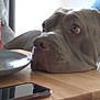 dog, table, plate, food, hand, ring, soda_can, smartphone, person, couch, indoor, furniture, looking, waiting, brown_dog, resting_head, human_hand, casual_clothing, seated_person, longing